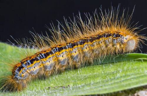 Lutte contre la chenille processionnaire du chêne