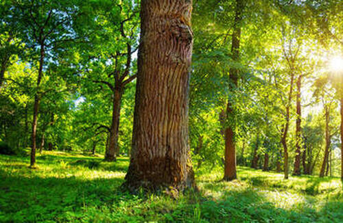 Société d'arboriculture et d'embellissement